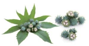 Scopri di più sull'articolo Metodi efficaci per rinforzare le unghie: l’olio di ricino funziona?
